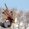 Red Kites in Flight